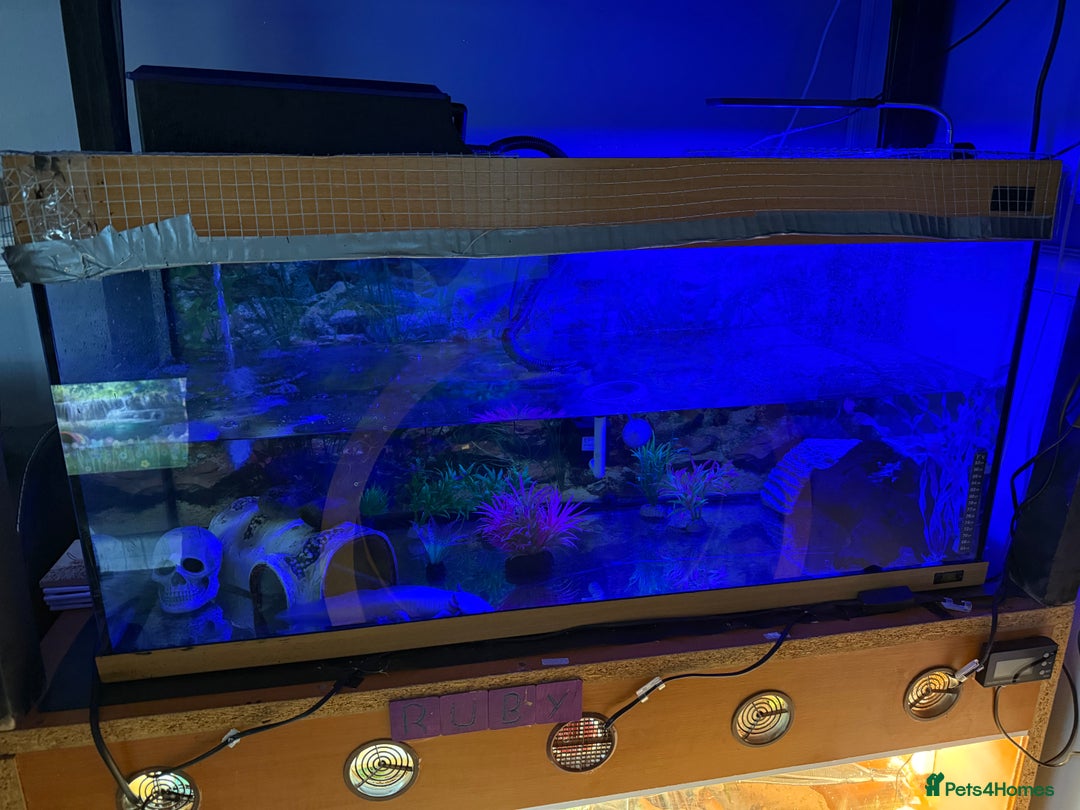 Axolotl reptiles for sale: 3 year old Axolotl with FULL SET UP  - Image 7