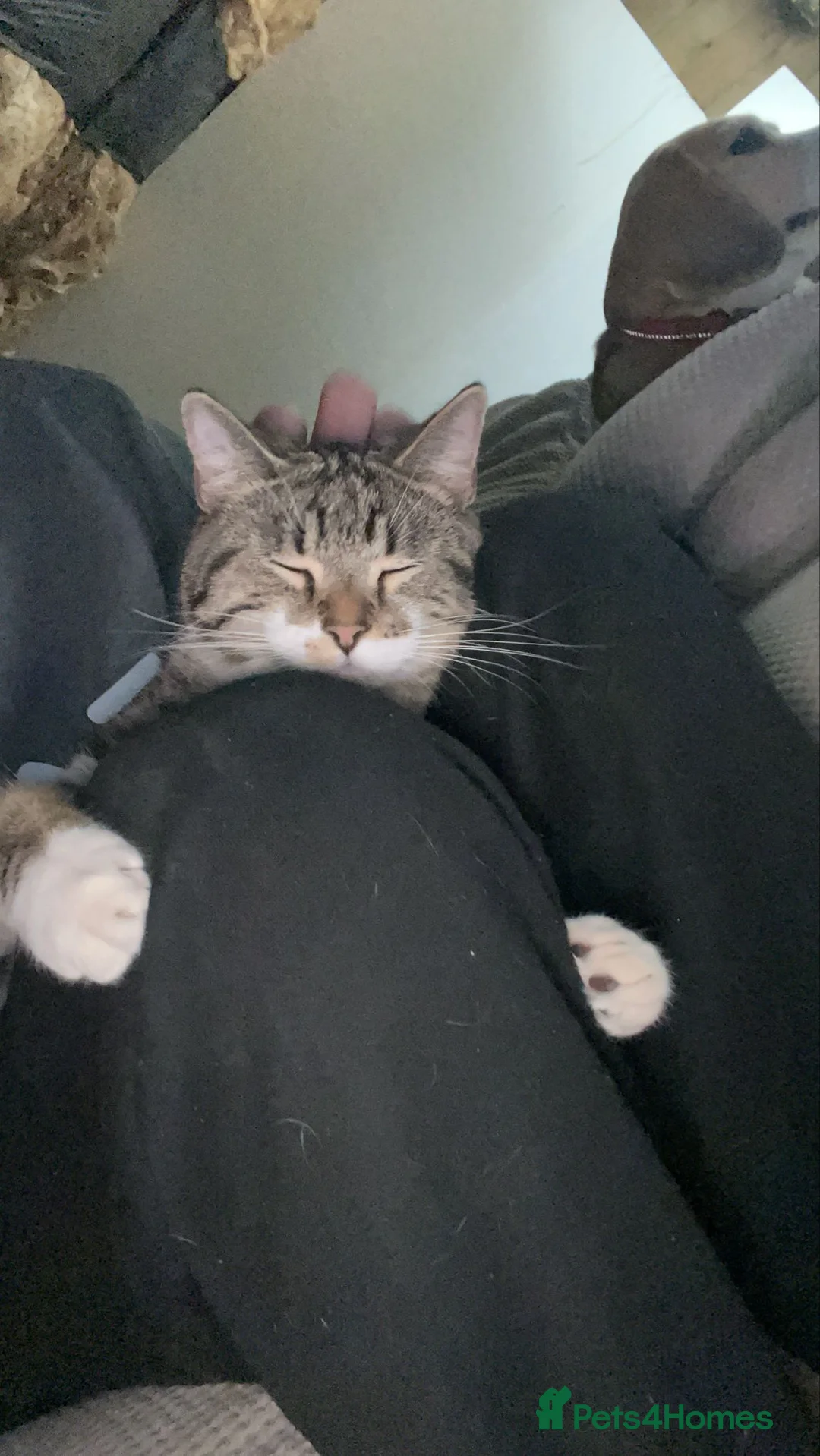 Mixed Breed cats for sale: Whiskey  - Advert 2