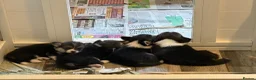 Welsh Corgi Pembroke dogs for sale: Champion sired girl looking for forever family - Advert 16