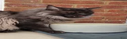 Maine Coon cats for stud: Mainecoon for STUD   - Advert 3
