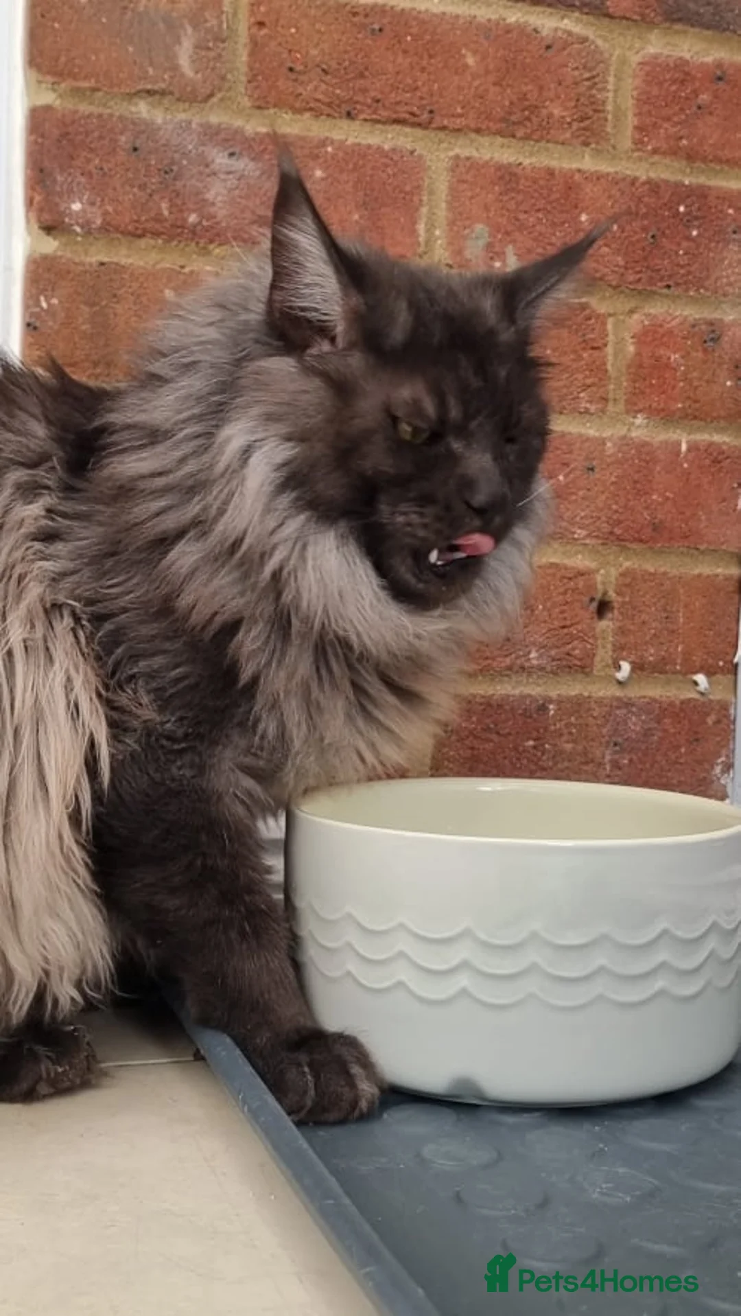 Maine Coon cats for stud: Mainecoon for STUD   - Advert 3