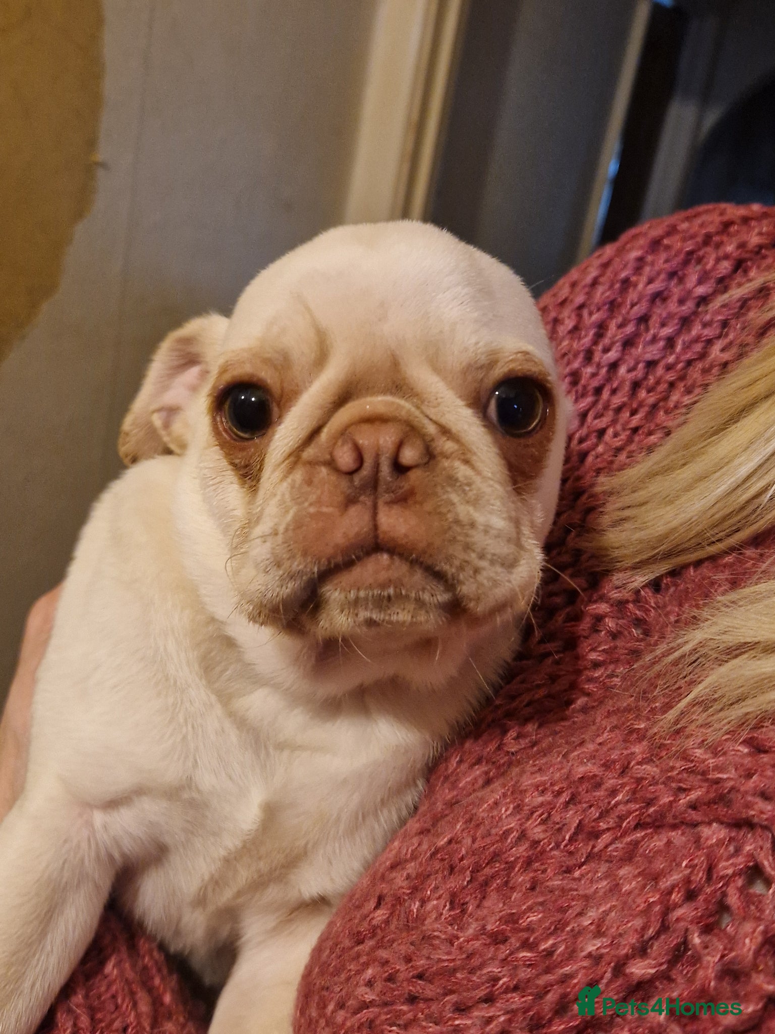 Pug dogs White and chocolate Pug Puppy  - Advert 4