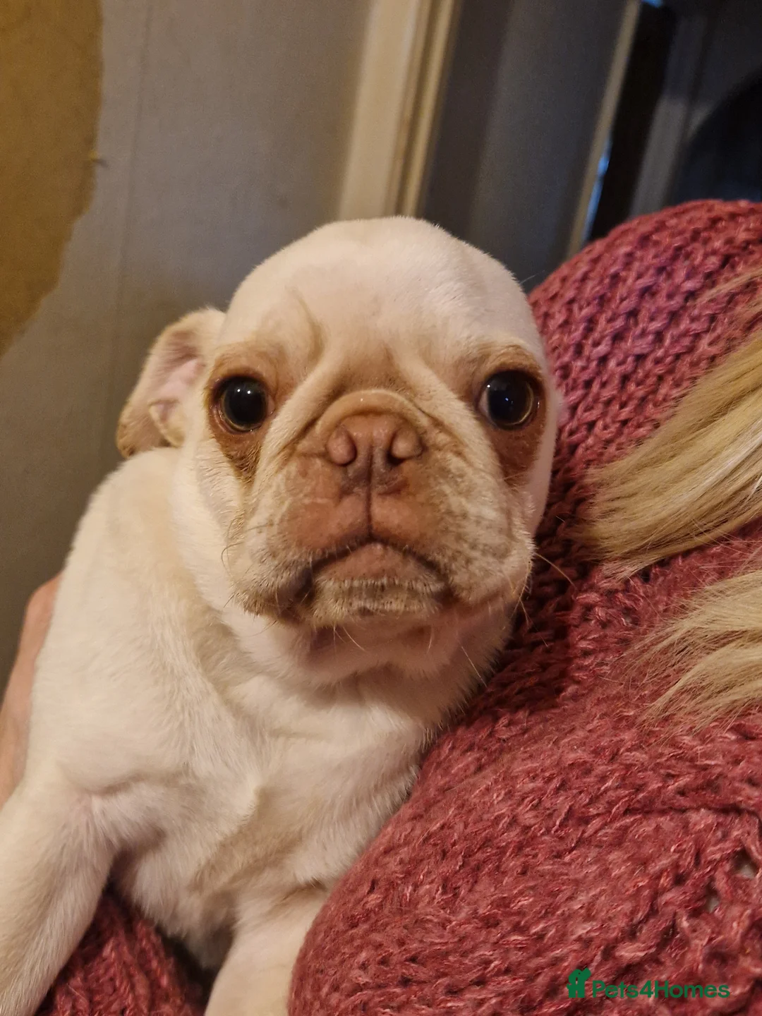 Pug dogs for sale: White and chocolate Pug Puppy  - Advert 1