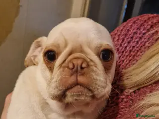 Pug dogs White and chocolate Pug Puppy - Advert 4