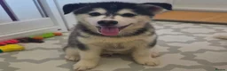 Pomsky dogs for sale: Fully Vaccinated! Ready Now - F3 Pomsky Puppies - Advert 9