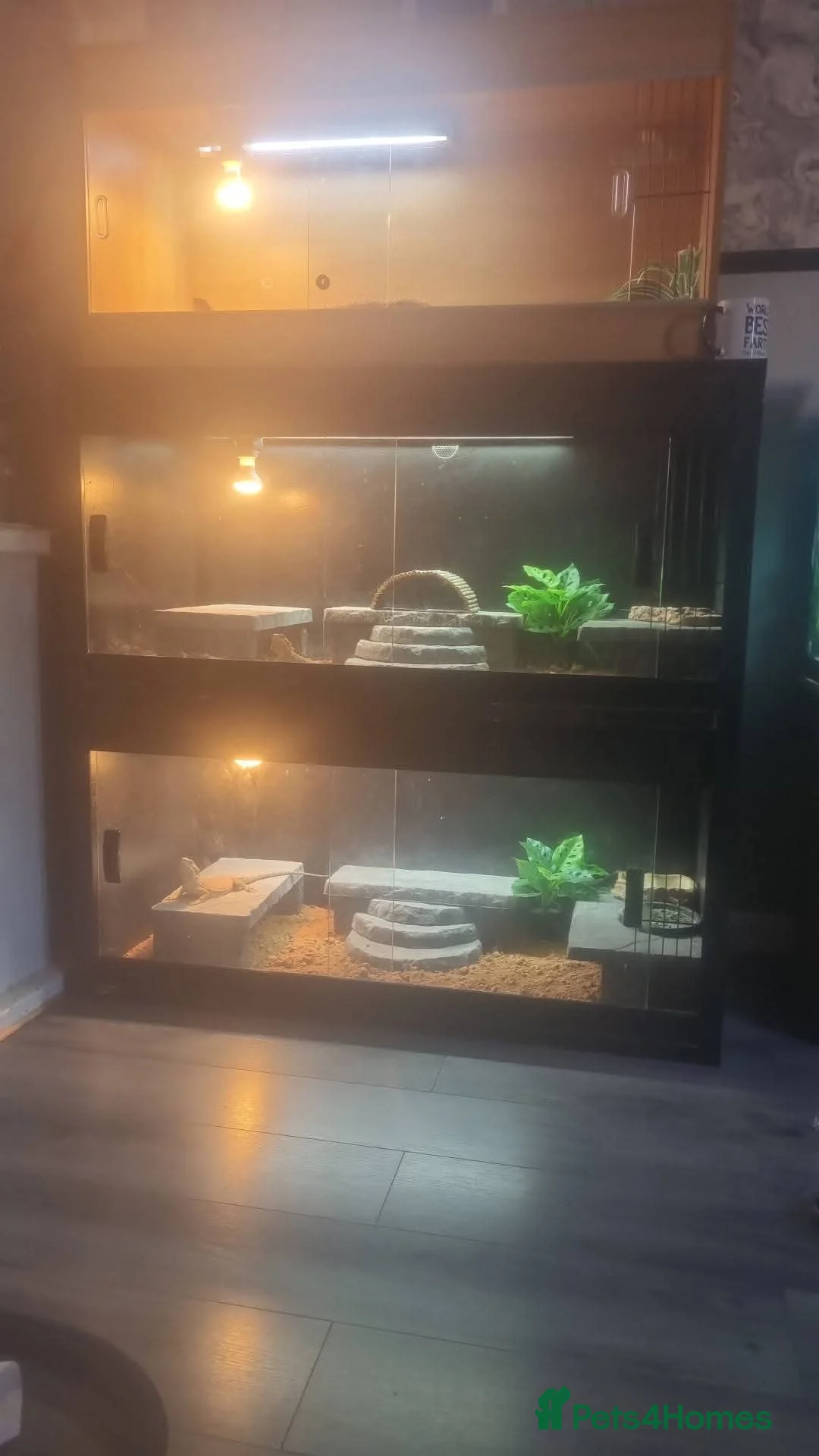 Bearded Dragon reptiles for sale: 2 Bearded dragon  - Advert 2