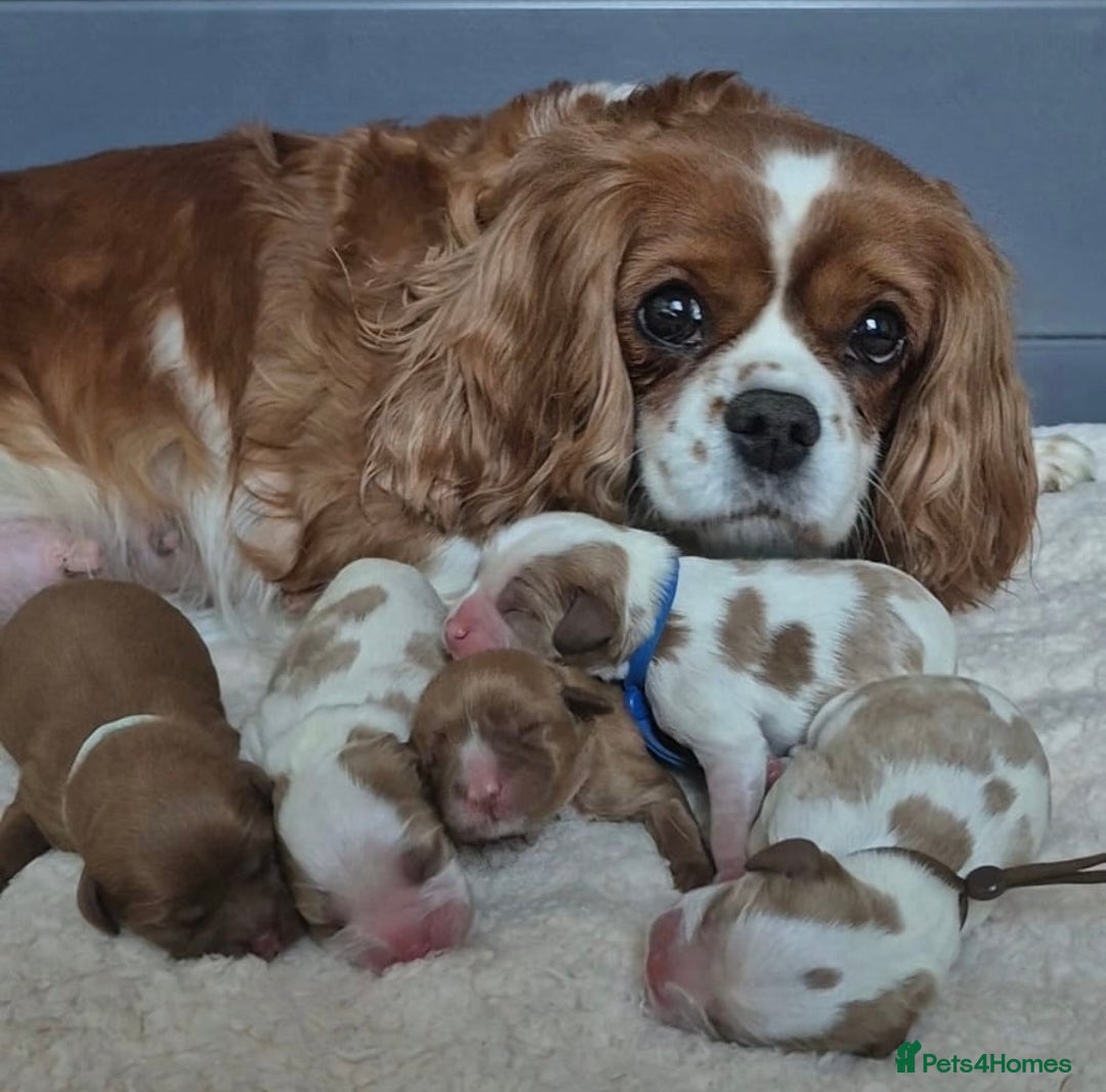 Cavalier King Charles Spaniel dogs for sale: 5 beautiful CKCS ❤️ - Advert 2