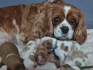 Cavalier King Charles Spaniel dogs 5 beautiful CKCS ❤️ - Advert 12