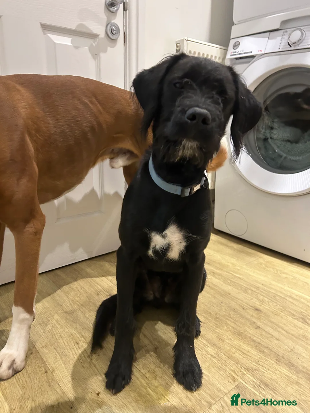 Mixed Breed dogs for sale:  Boxer-Doodle - Advert 2