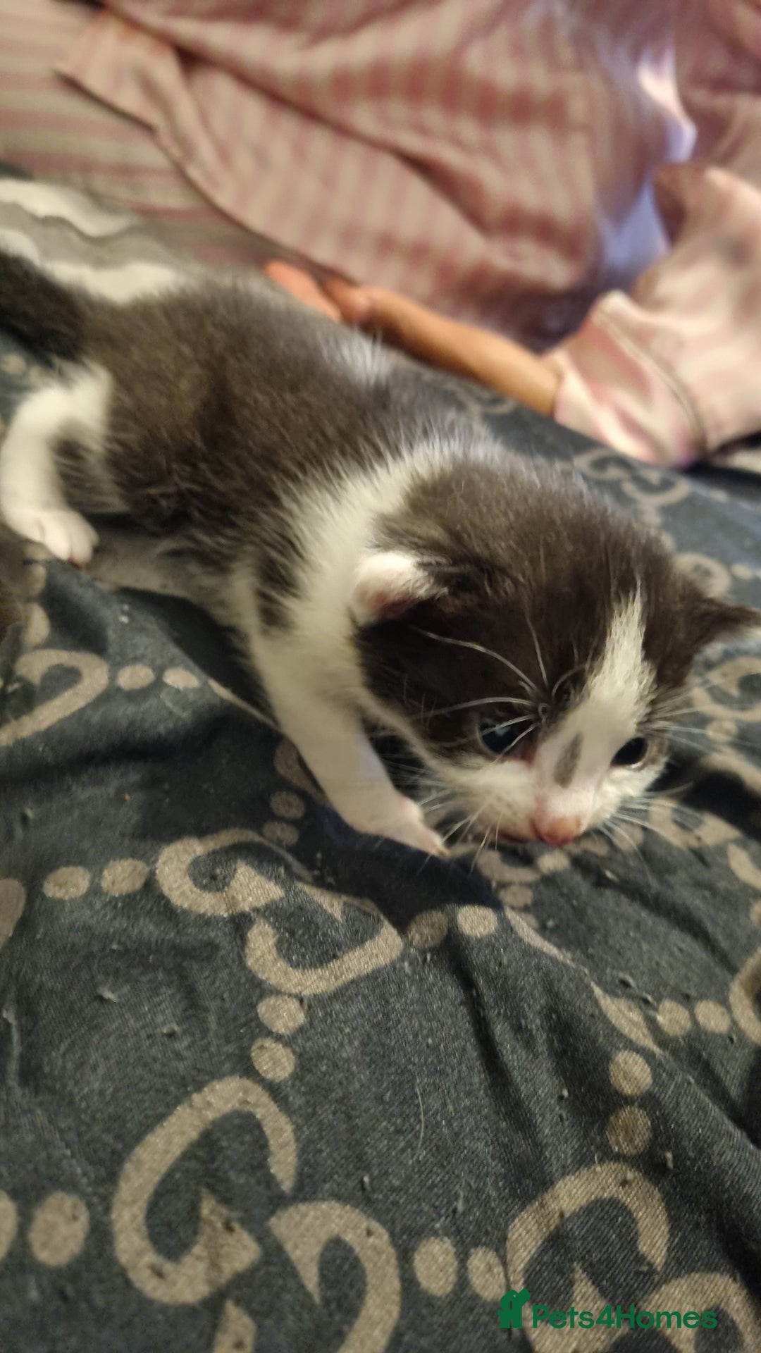 Mixed Breed cats for sale: Kittens for sale beautiful  - Image 7