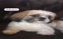 Shih Tzu dogs for sale: KC Registered Breed Standard Shih Tzu Puppies - Image 10