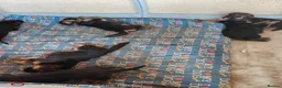 German Shepherd dogs for sale: Sheperd germany puppy - Advert 19