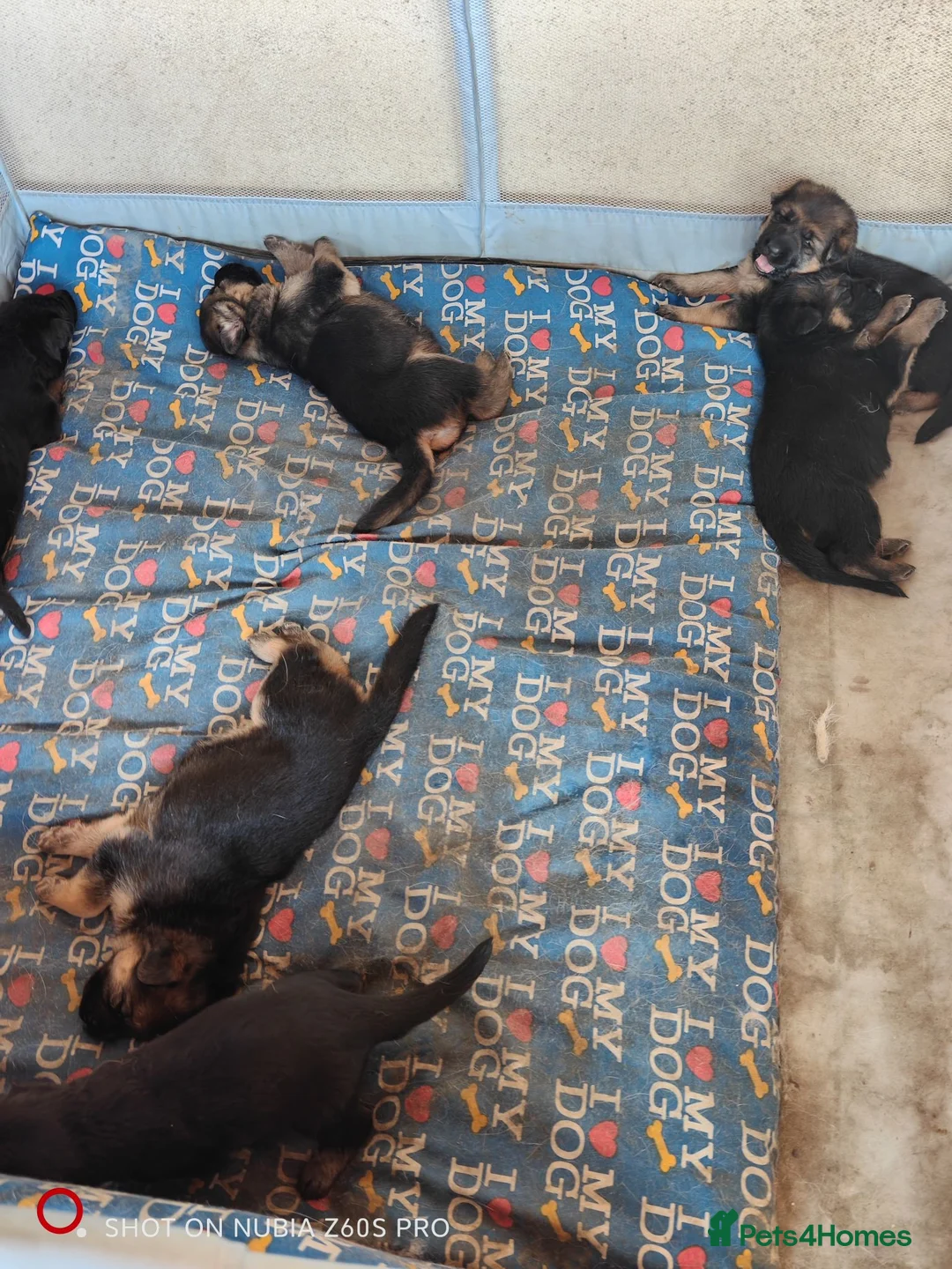 German Shepherd dogs for sale: Sheperd germany puppy - Advert 19