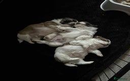 Shih Tzu dogs for sale: Stunning Shih Tzu Puppies for sale  - Image 1