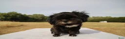 Shih Tzu dogs for sale: Red collar - Advert 4