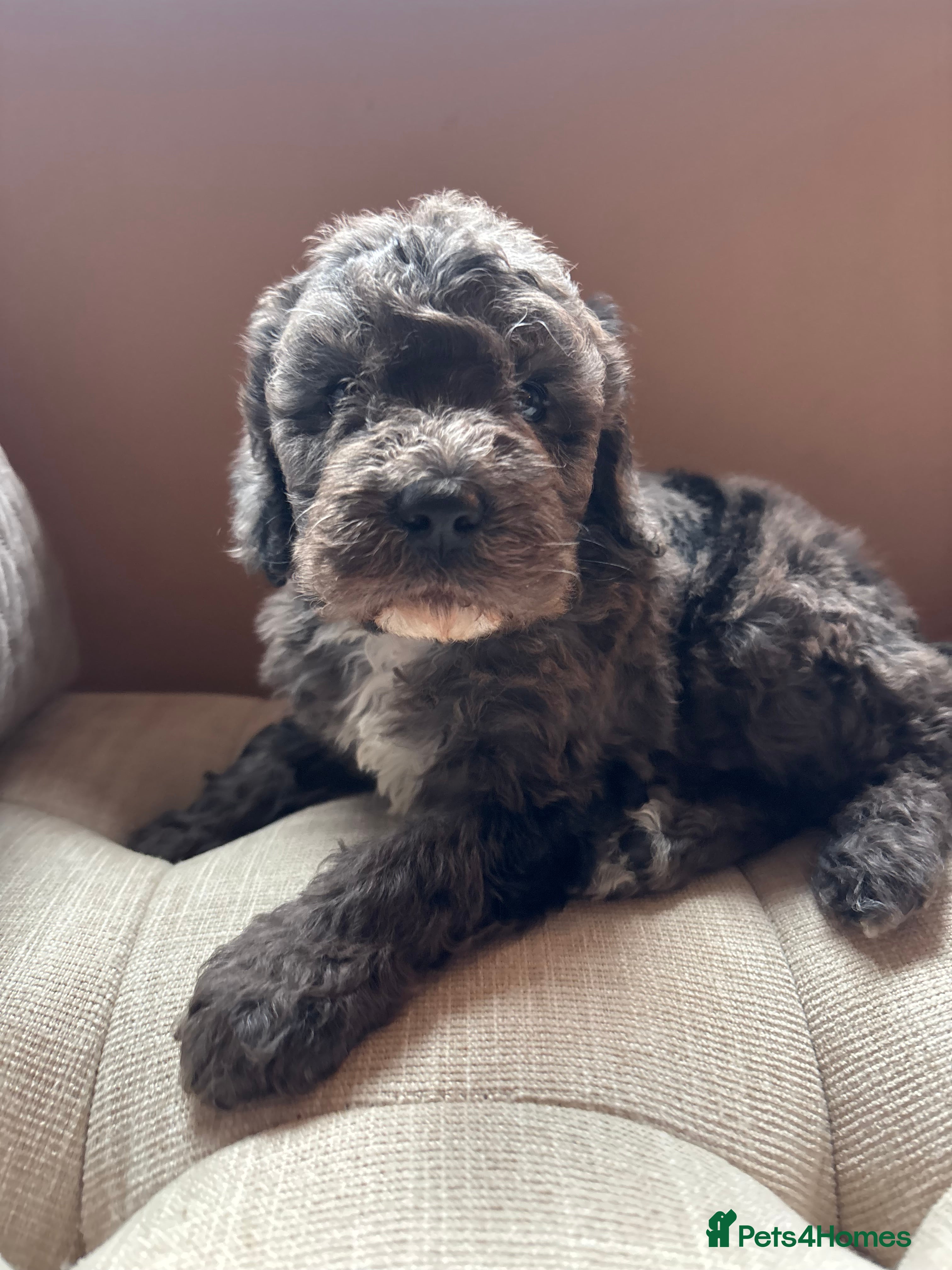 Cavapoochon dogs Cavapoochons Puppies Heath Tested Unique Colours - Advert 2