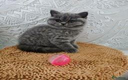 British Shorthair cats for sale: BSH🇬🇧👑🇬🇧💙British Shorthair girl😻💙 Gccf  - Image 6