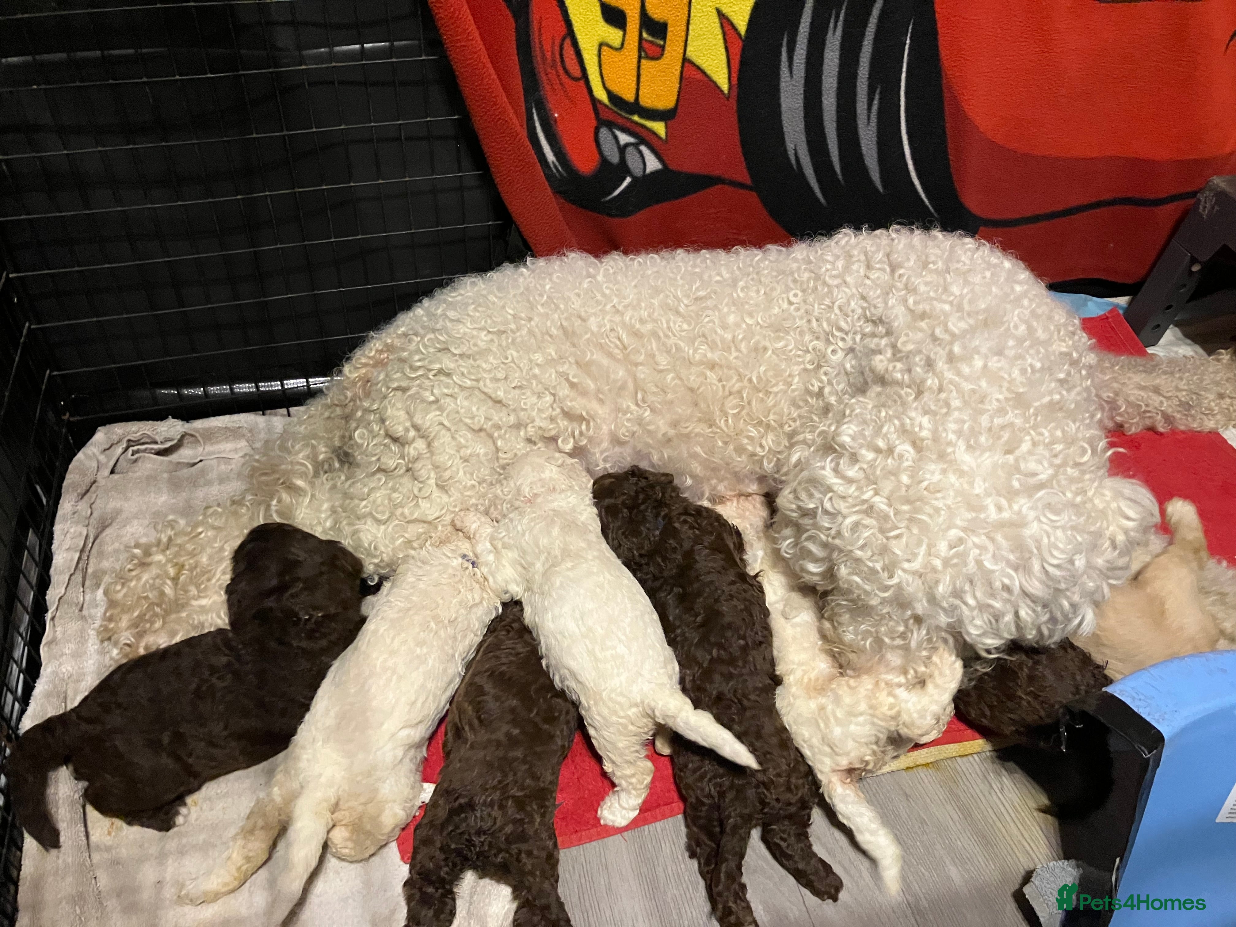 Lagotto Romagnolo dogs Stunning Litter of Pedigree Lagotto Romagnolo Pups - Advert 1