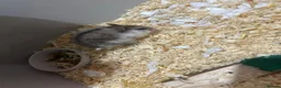 Hamster rodents for sale: Winter White Russian Dwarf Hamster in London - Advert 1