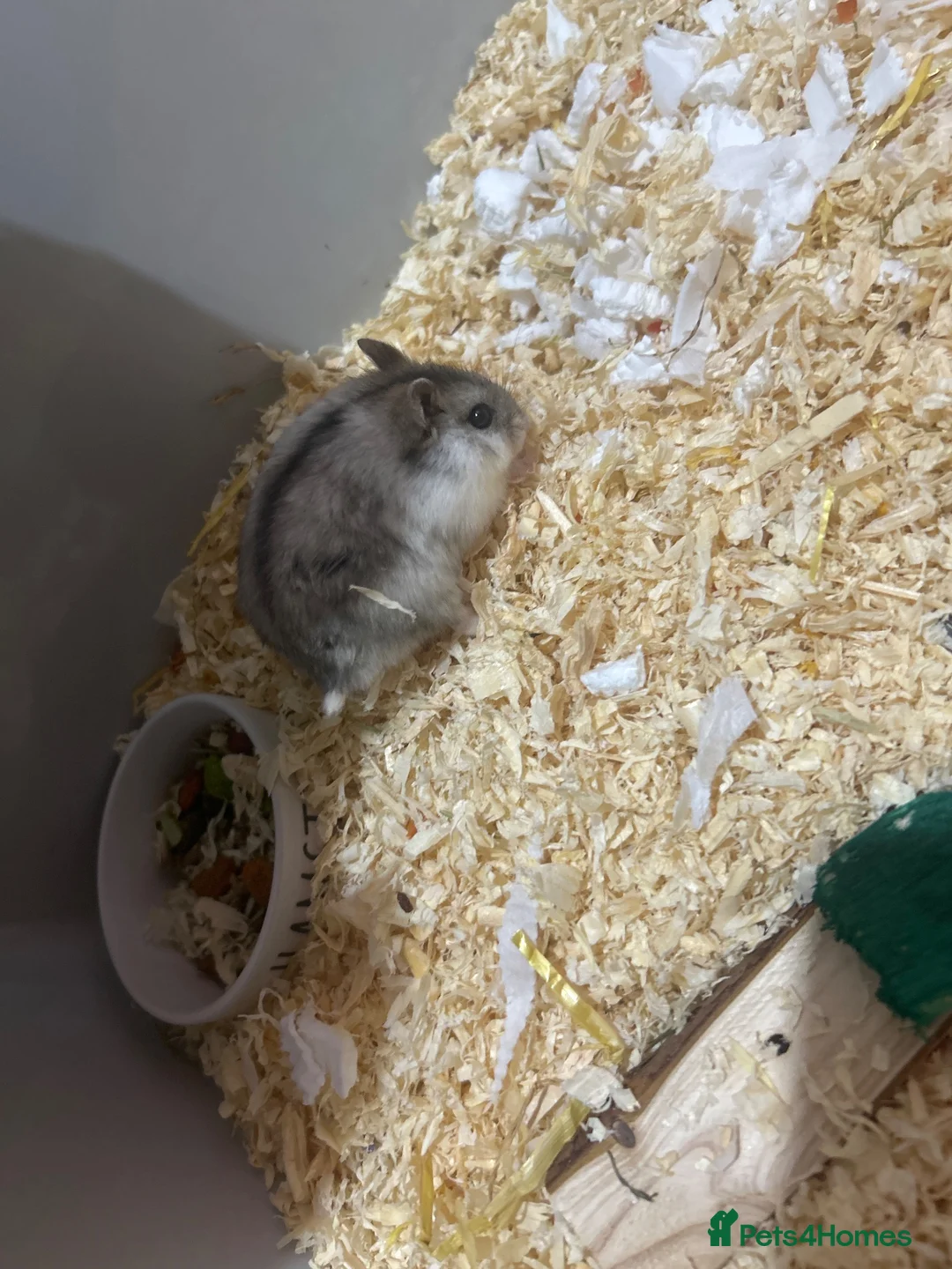 Hamster rodents for sale: Winter White Russian Dwarf Hamster in London - Advert 1