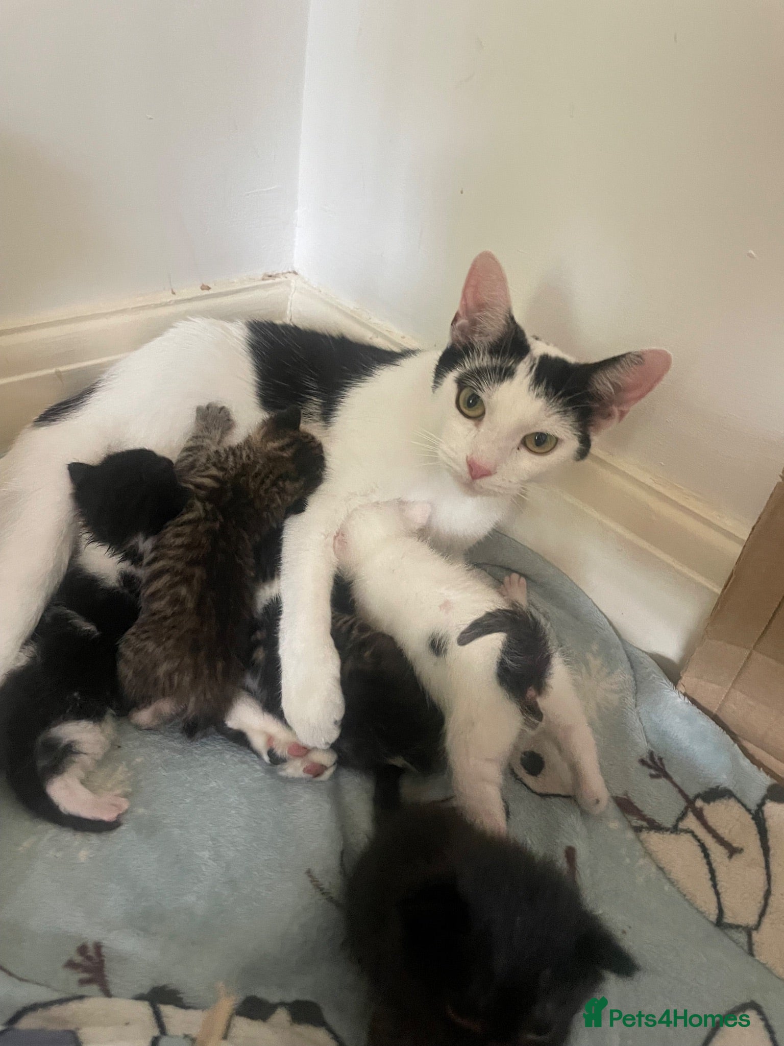 Domestic Shorthair cats Kittens  - Advert 11