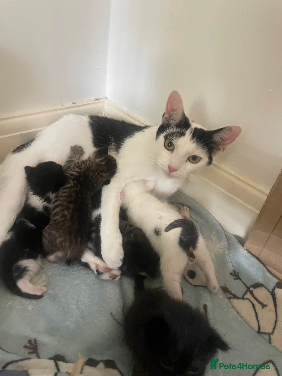 Domestic Shorthair cats for sale: Kittens  - Advert 1
