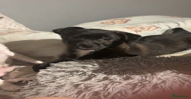 Mixed Breed dogs - Advert 7