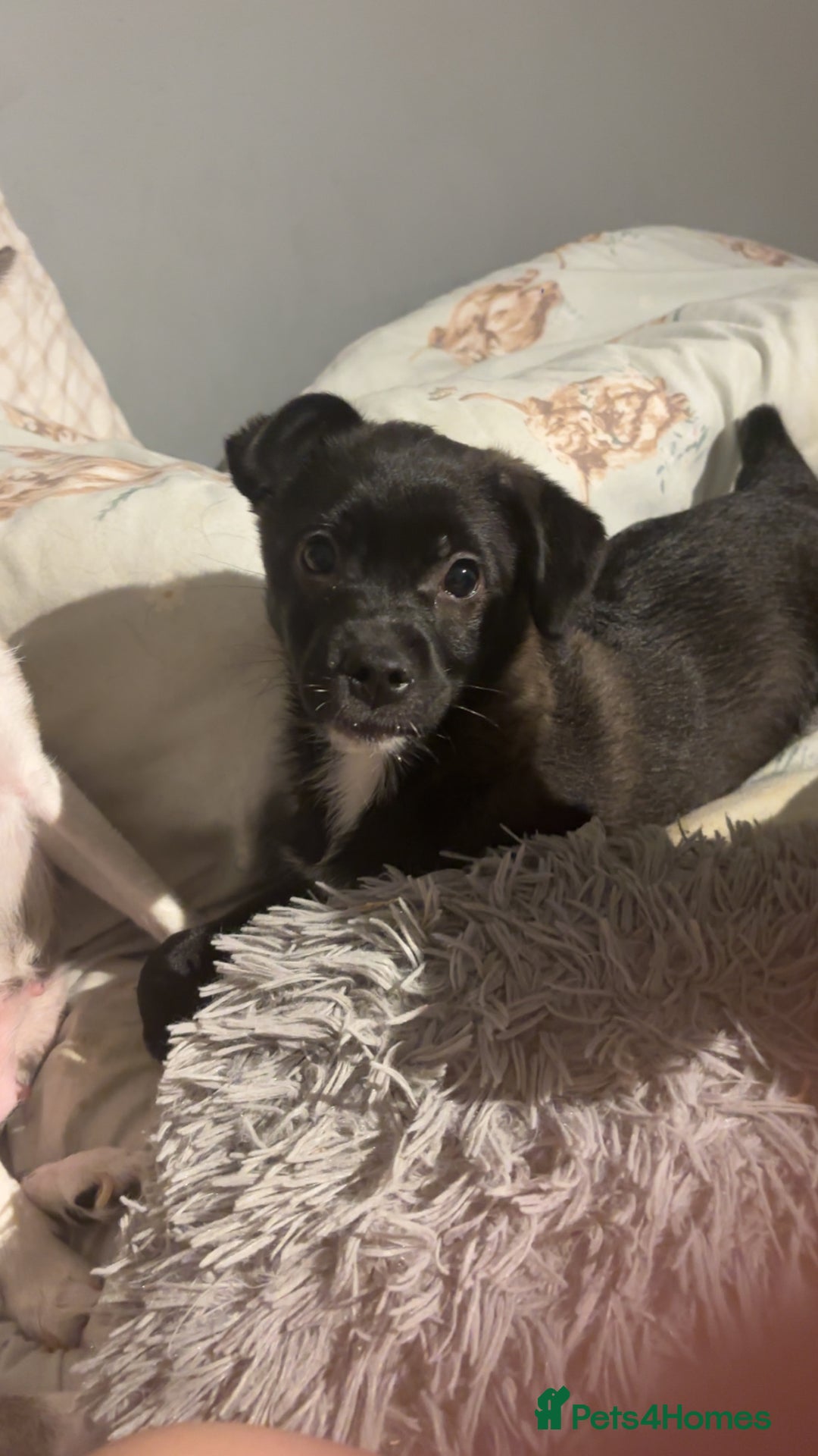 Mixed Breed dogs for sale: Pomsky/ La Pom mix puppies  - Image 3