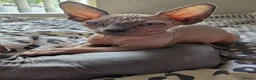 Sphynx cats for sale: Sphynx kittens in Milton Keynes - Advert 5