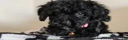 Cavapoochon dogs for sale: Extensively Tested Cavapoochons Fully Vaccinated  - Advert 24