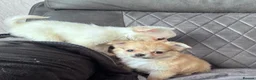 Chihuahua dogs for sale: gorgeous puppies in hull - Advert 7