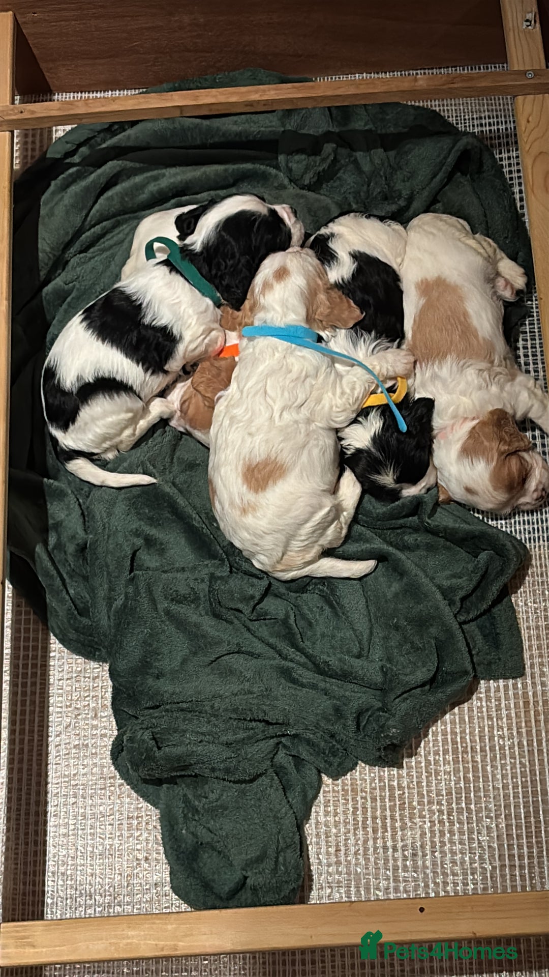 Mixed Breed dogs for sale: Cocker-Jack xCavalier King Charles Spaniel Puppies - Advert 32