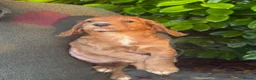 Cocker Spaniel dogs for sale: Beautiful Cocker Spaniel Pups in Iver - Advert 13