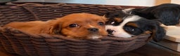 Cavalier King Charles Spaniel dogs for sale: Gorgeous Cavalier King Charles Spaniel Boys - Advert 15