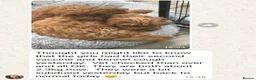 Cavapoo dogs for sale: Outstanding quality, F1b super dark red Cavapoo’s  - Advert 20