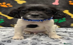 Brittany Spaniel dogs for sale: Britney spaniel  - Image 3