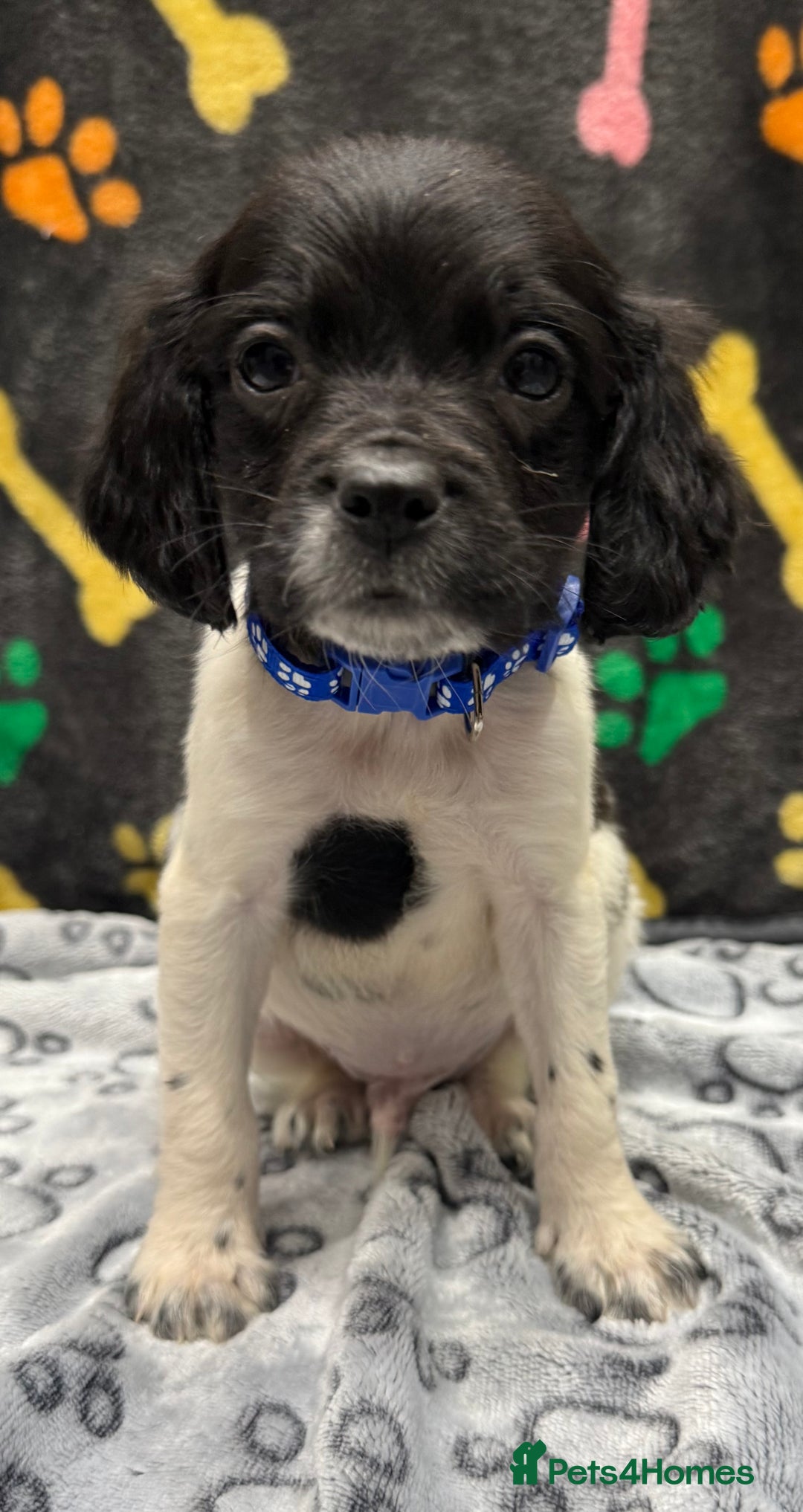 Brittany Spaniel dogs for sale: Britney spaniel  - Image 3
