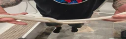 King Snake reptiles for sale: Female High White Albino California Kingsnake - Advert 7