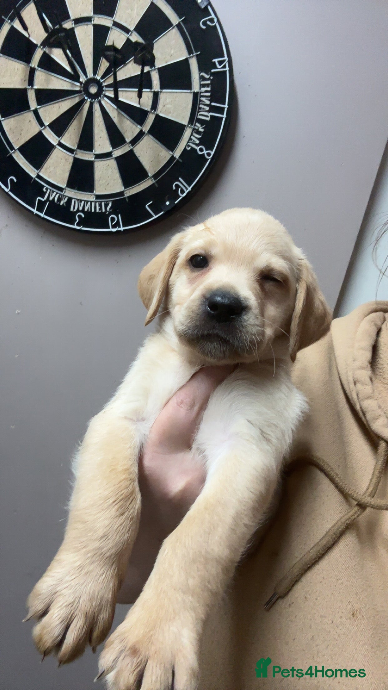 Labrador Retriever dogs Kc Labrador Puppies - Advert 13