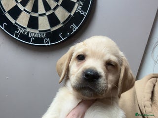 Labrador Retriever dogs Kc Labrador Puppies - Advert 12