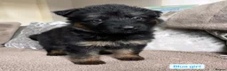 German Shepherd dogs for sale: KC REGISTERED, LONG HAIRED GERMAN SHEPHERD PUPPIES - Advert 12