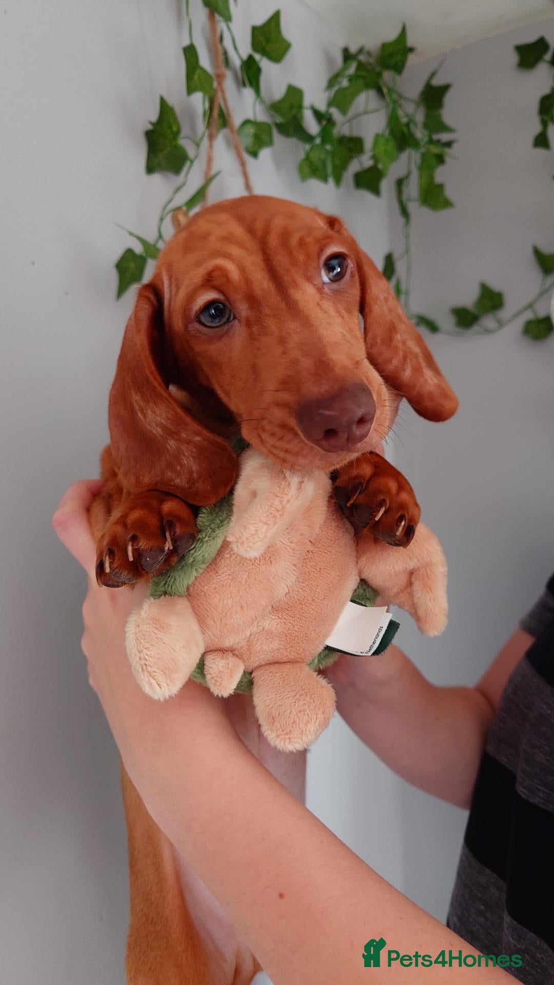 Miniature Dachshund dogs Beautiful Miniature Puppy Dachsung  - Advert 1