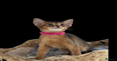 Abyssinian cats - Advert 1