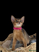 Abyssinian cats - Advert 1