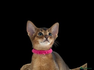 Abyssinian cats - Advert 18