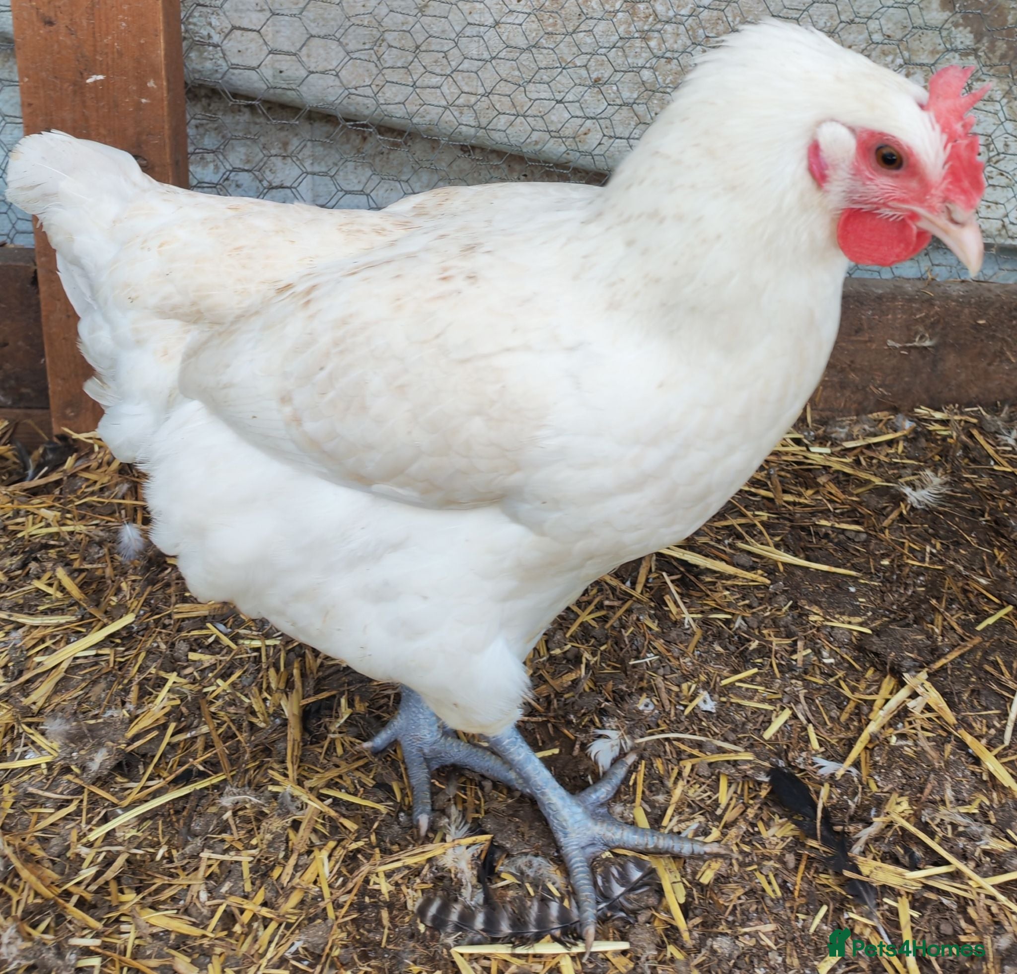Mixed Breed poultry POL hybrid hens  - Advert 2