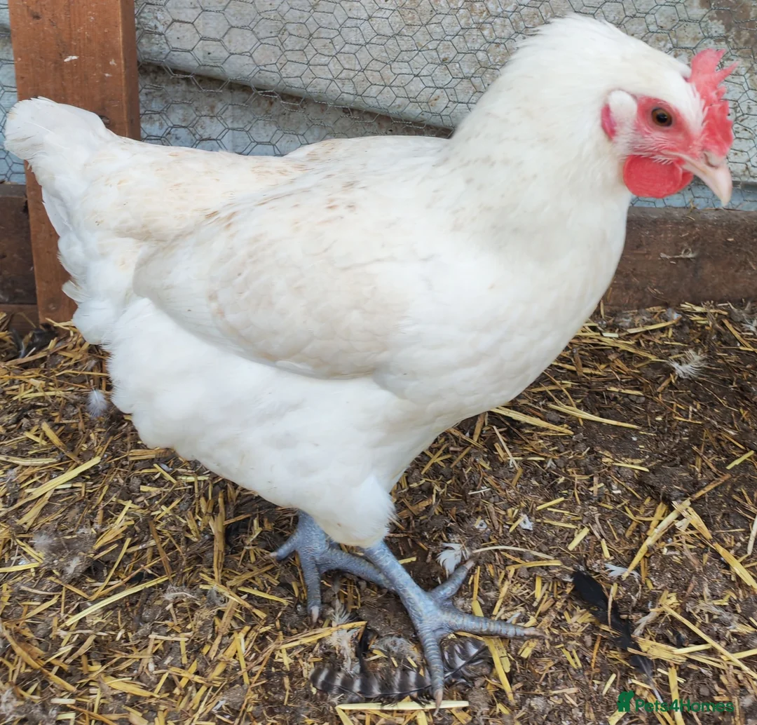 Mixed Breed poultry for sale: POL hybrid hens  - Advert 1