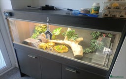 Bearded Dragon reptiles for sale: Bearded dragon  - Image 4