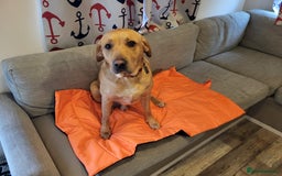 Labrador Retriever dogs for stud: Amazing Yellow Boy - Image 8