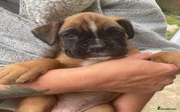 Boxer dogs for sale: Boxer baby girl 💖 - Image 7